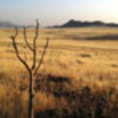 Yame Yame Kebab & Pizza